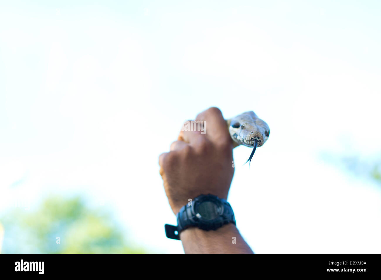 Una persona che tiene il serpente nella sua mano con orologio da polso Foto Stock