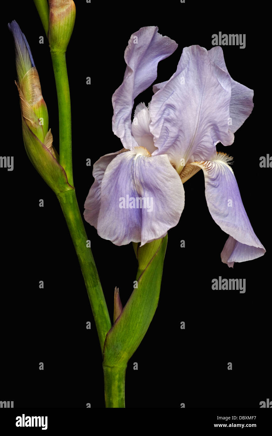 Iris (Iris germanica), forma ibrida Foto Stock