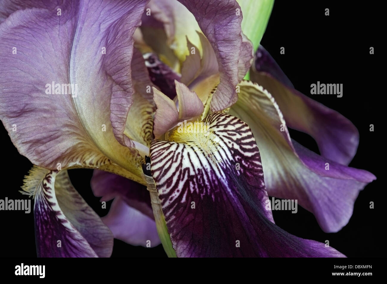 Iris (Iris germanica), forma ibrida Foto Stock