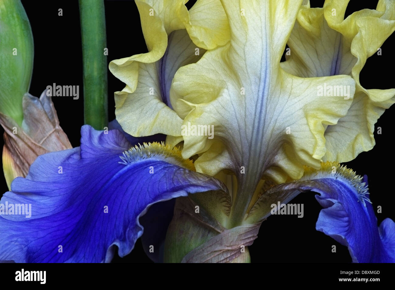 Iris (Iris germanica), forma ibrida Foto Stock