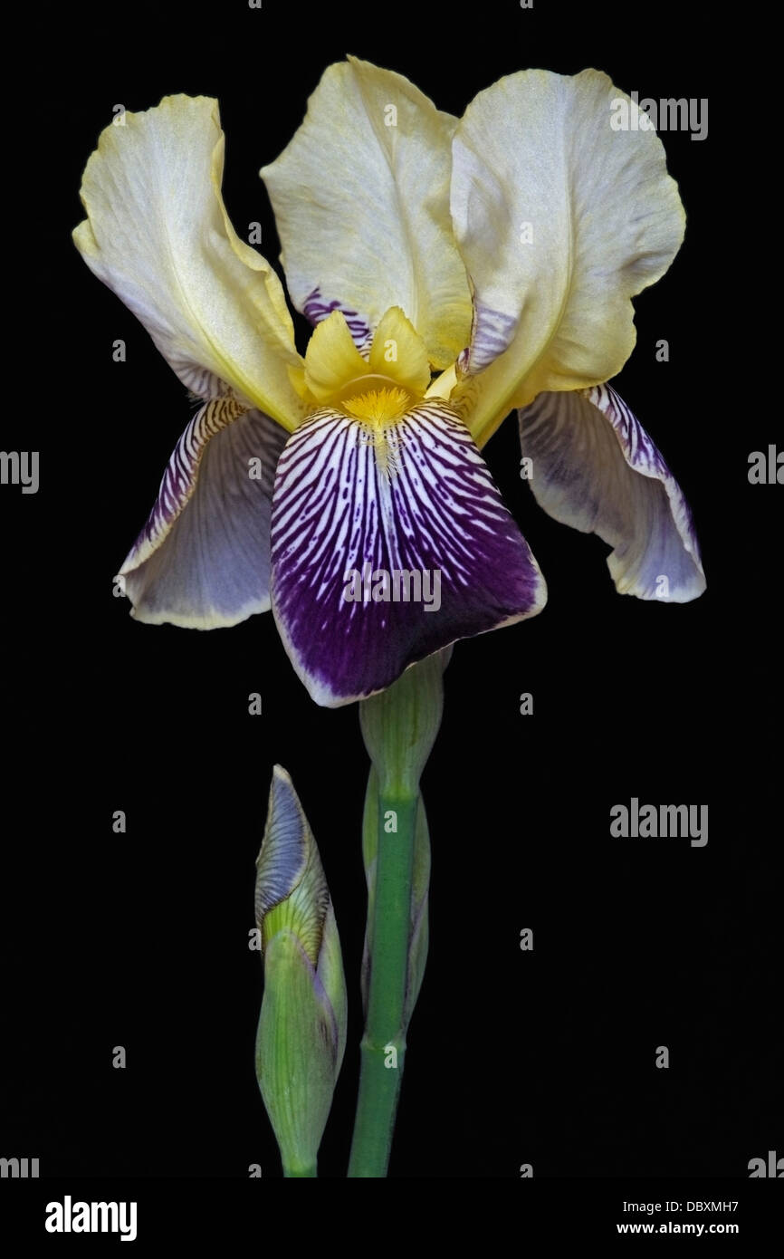 Iris (Iris germanica), forma ibrida Foto Stock