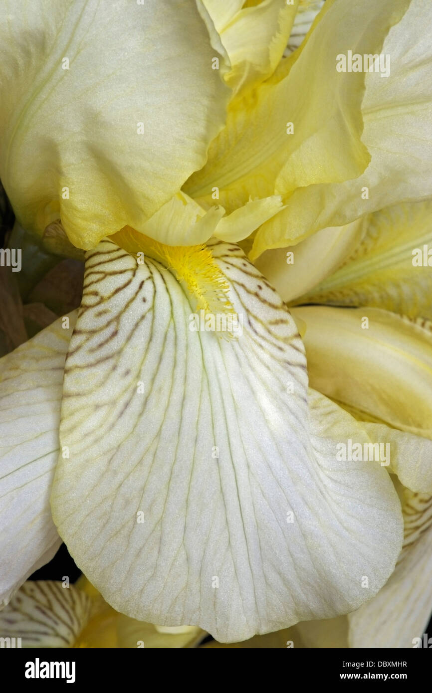 Iris (Iris germanica), forma ibrida Foto Stock