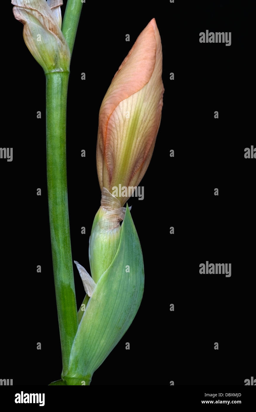 Iris bud (Iris germanica), forma ibrida Foto Stock