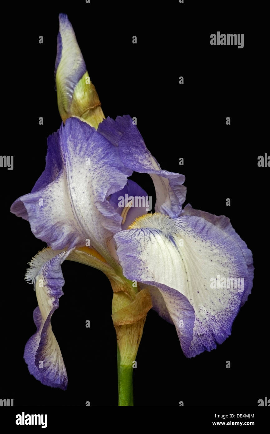 Iris (Iris germanica), forma ibrida Foto Stock