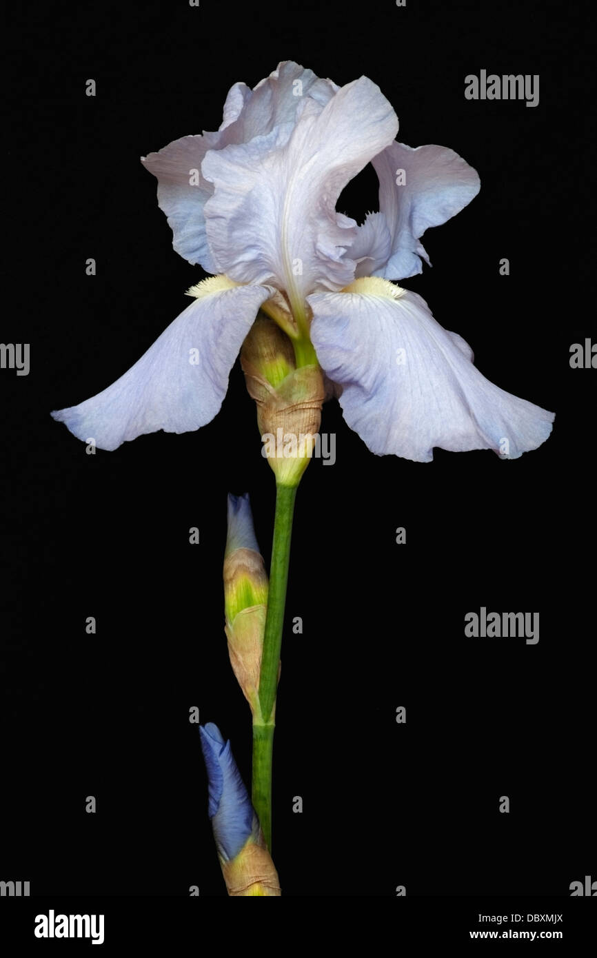 Iris (Iris germanica), forma ibrida Foto Stock