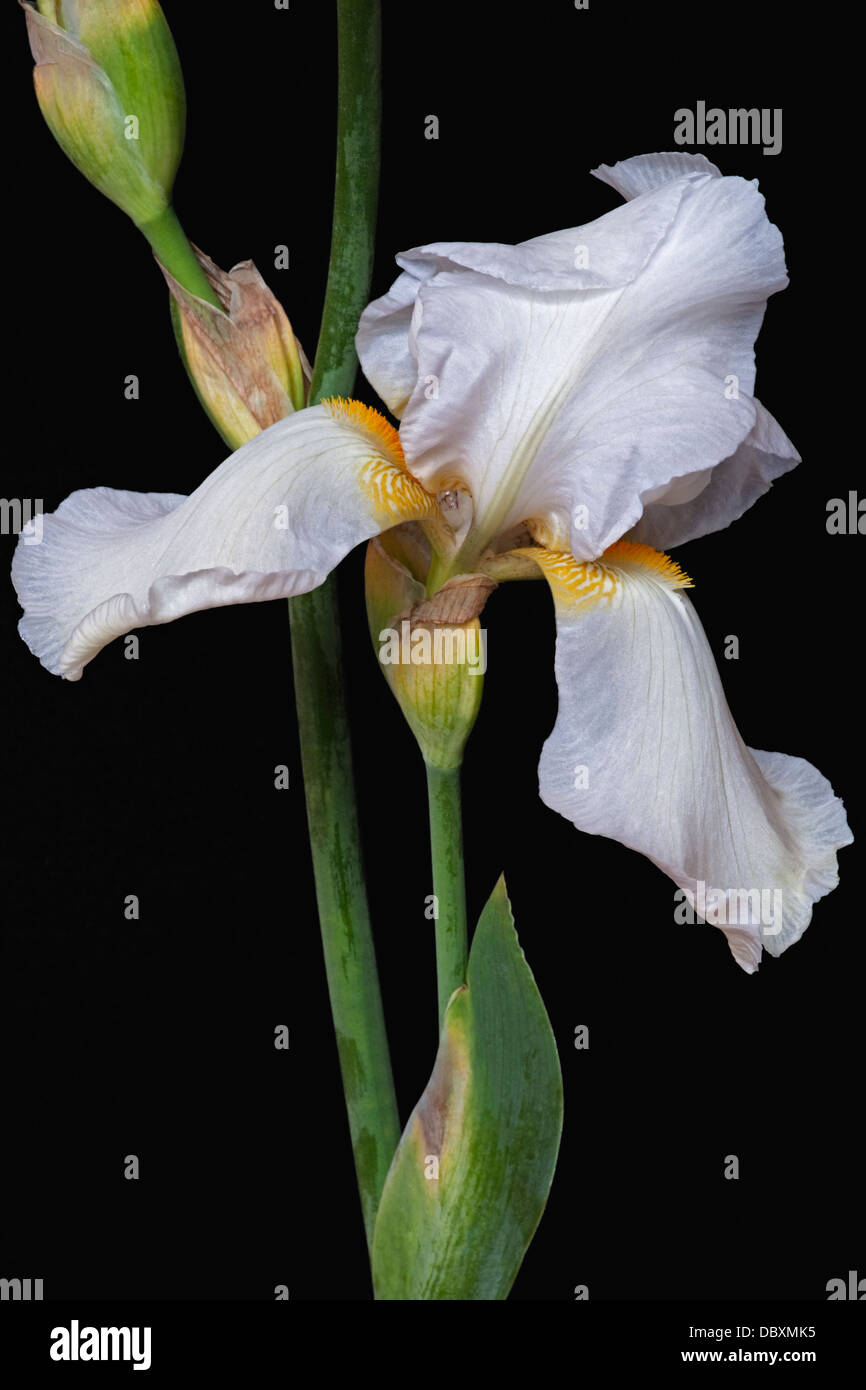 Iris (Iris germanica), forma ibrida Foto Stock