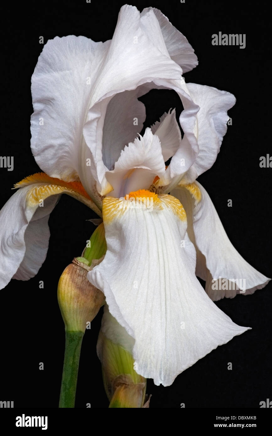 Iris (Iris germanica), forma ibrida Foto Stock