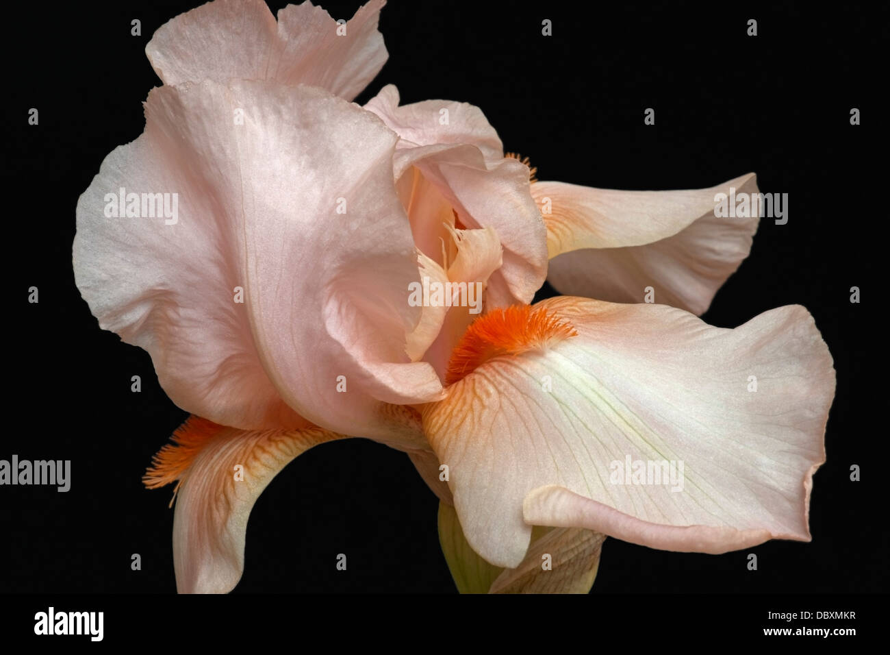 Iris (Iris germanica), forma ibrida Foto Stock