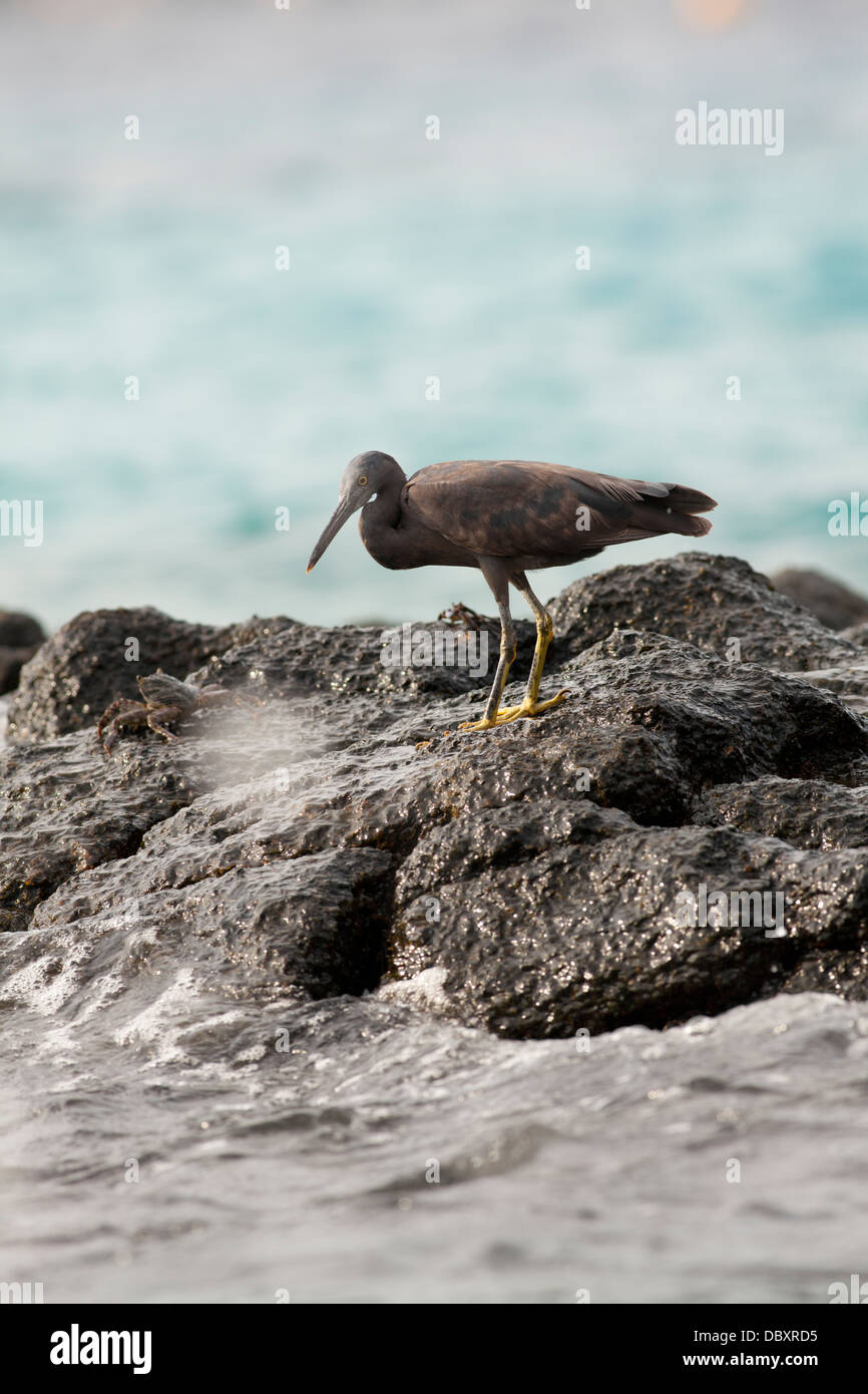 Pacific reef garzetta Foto Stock