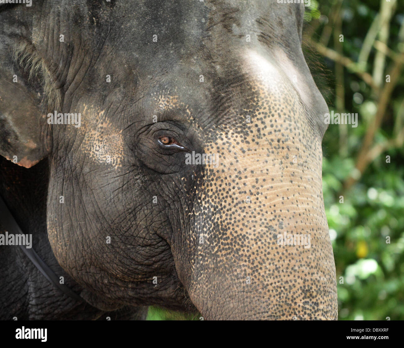 Close up di elefante asiatico Foto Stock