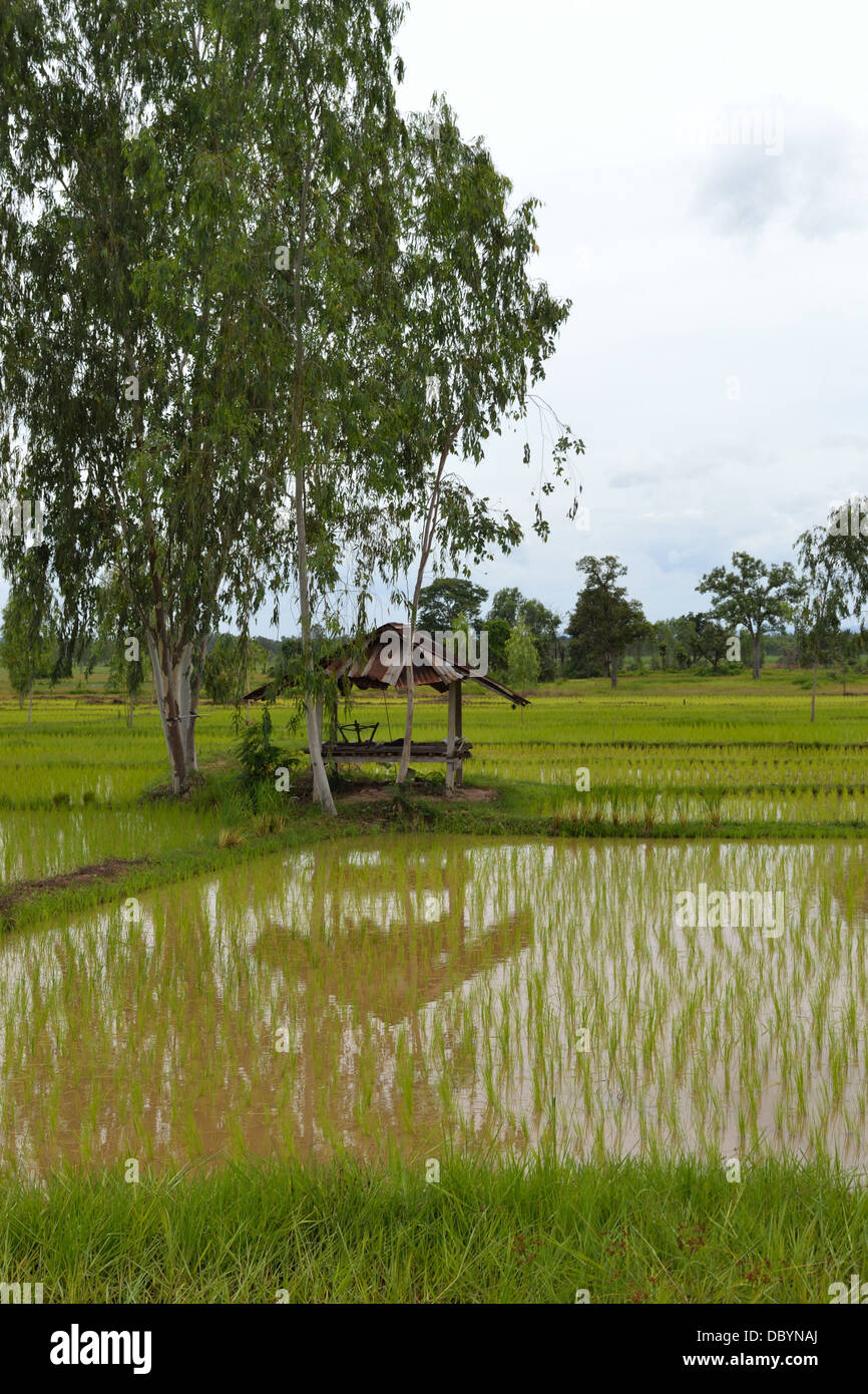 Riso dell'agricoltore rifugio per le pause sul riso di fattoria in Isan - NE DELLA THAILANDIA Foto Stock