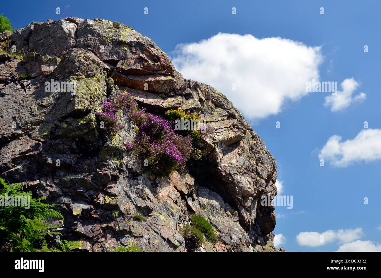 Heather sulle balze rocciose sopra Dungeon Ghyll in grande Langdale, Parco Nazionale del Distretto dei Laghi Foto Stock