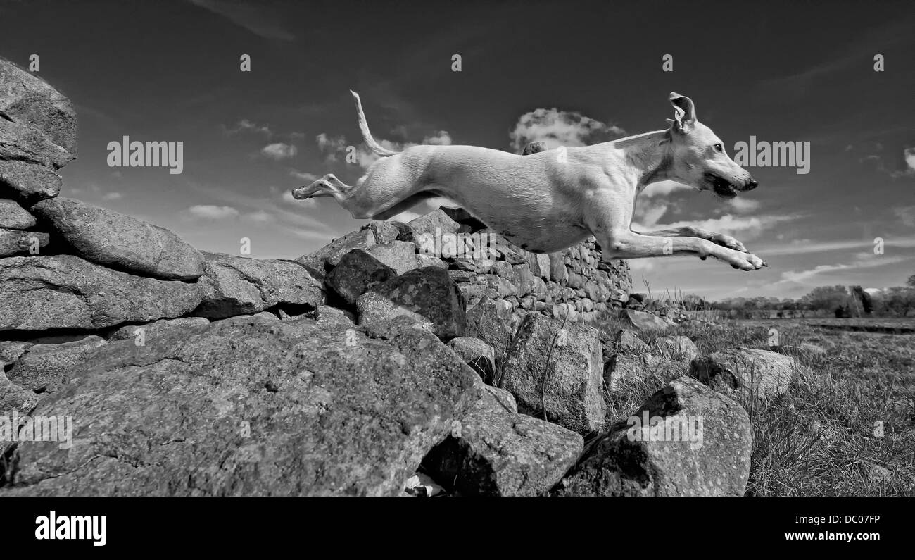 Runner fino in cani al lavoro nella categoria "Il Kennel Club ha rivelato i vincitori e i secondi classificati di 2011 cane fotografo dell'anno di competizione. Il concorso consisteva in cinque categorie progettato per catturare il migliore amico dell'uomo al suo meglio e ra Foto Stock