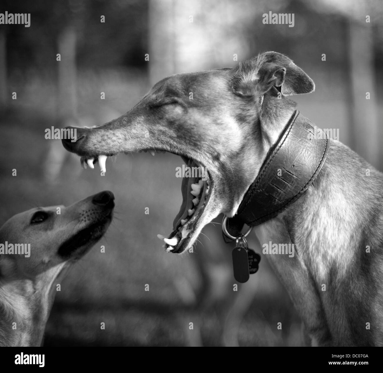 Runner fino in cani a giocare nella categoria "Il Kennel Club ha rivelato i vincitori e i secondi classificati di 2011 cane fotografo dell'anno di competizione. Il concorso consisteva in cinque categorie progettato per catturare il migliore amico dell'uomo al suo meglio e ra Foto Stock