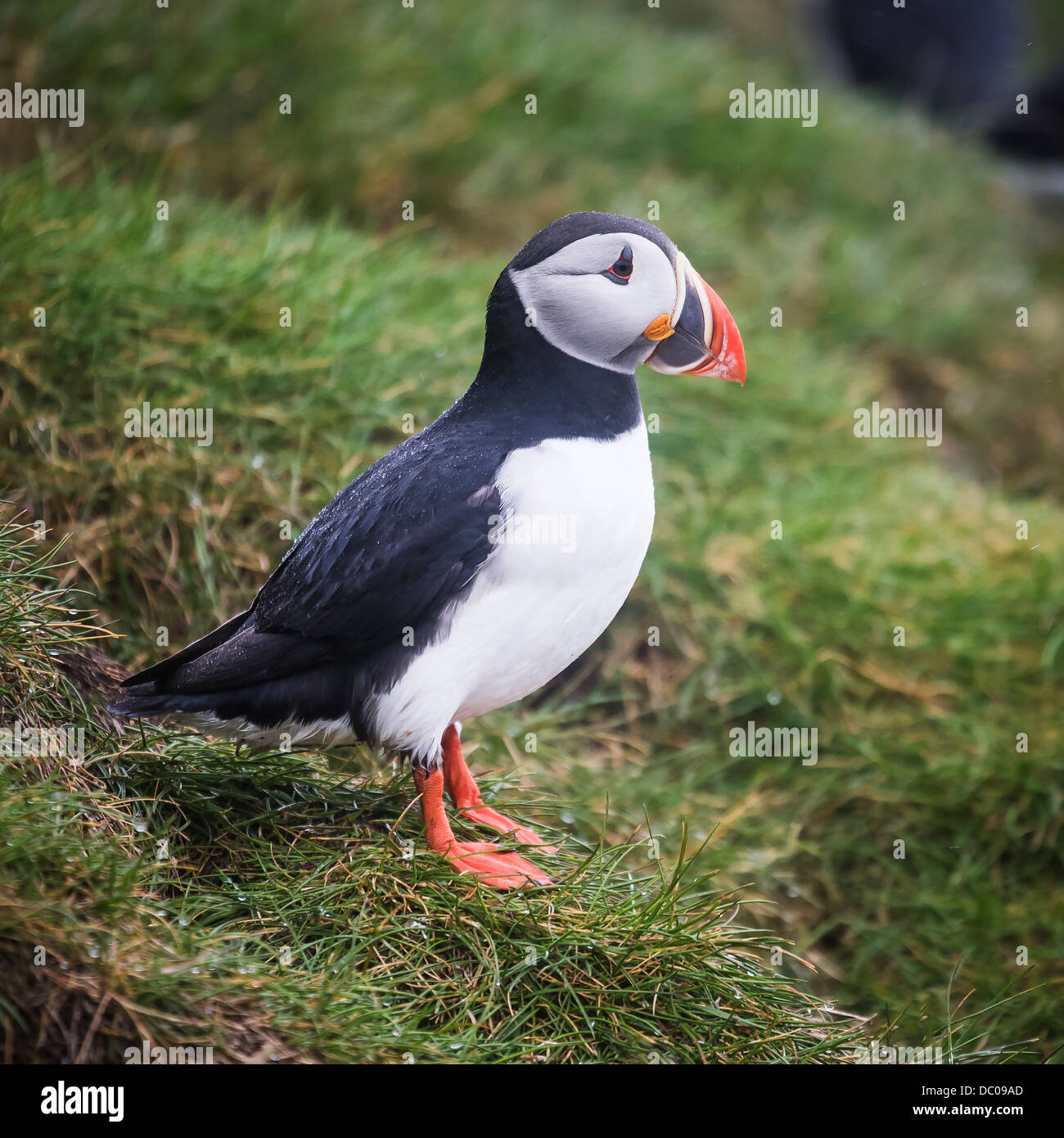 Atlantic Puffin (Fratercula arctica), Islanda Foto Stock