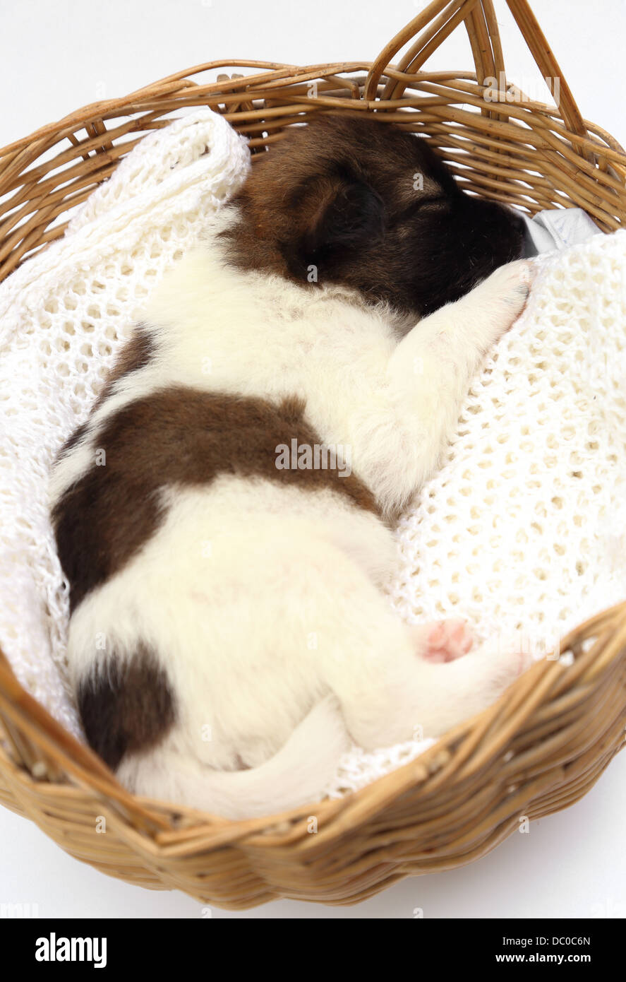Piccolo cucciolo di cane dorme nel cestino Foto Stock