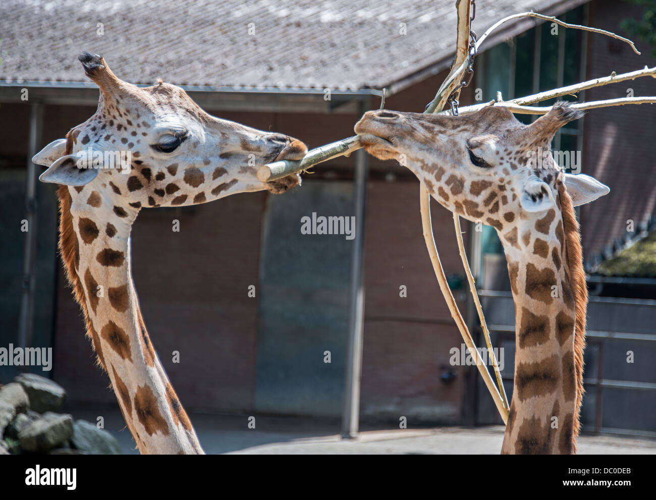 Due grandi giraffe allo zoo con una fronda Foto Stock