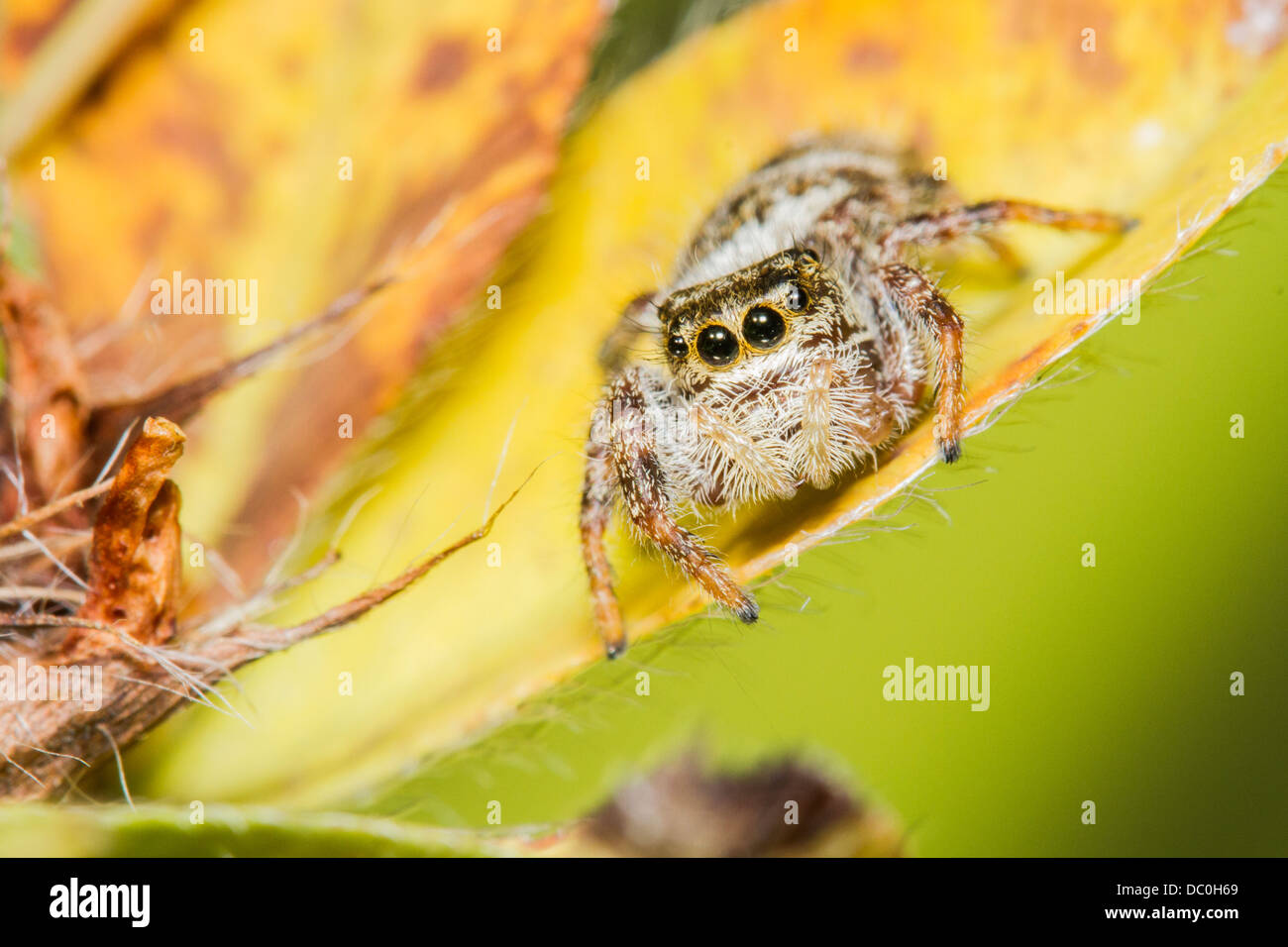 Jumping Spider pronto per l'attacco Foto Stock