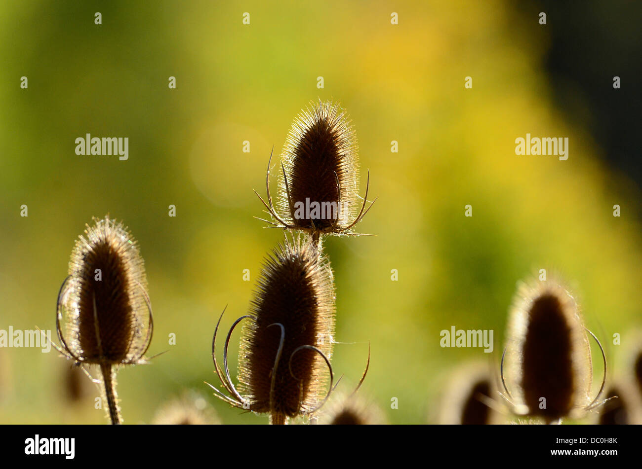 Teasel teste di seme retro illuminato dal sole autunnale Foto Stock