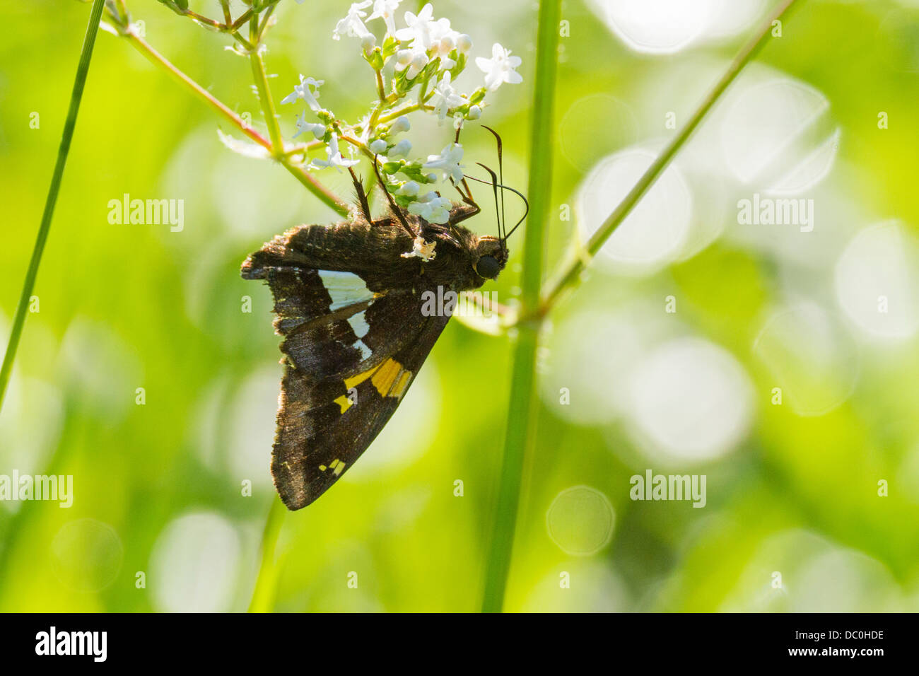 Primo piano dello Skipper (Anatrytone logan) Foto Stock