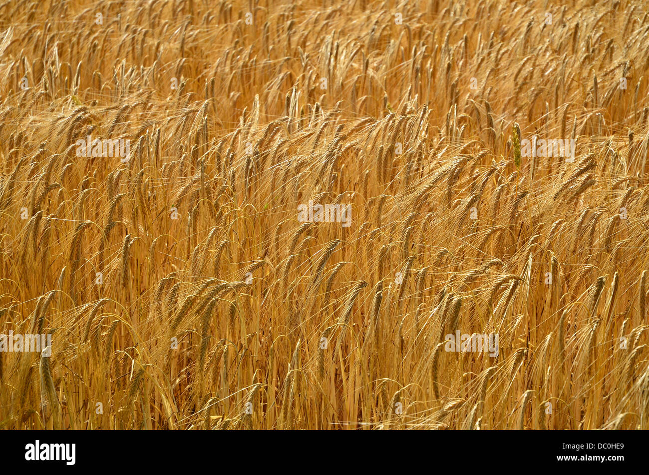 Golden campo di grano nel Bedfordshire, Regno Unito Foto Stock