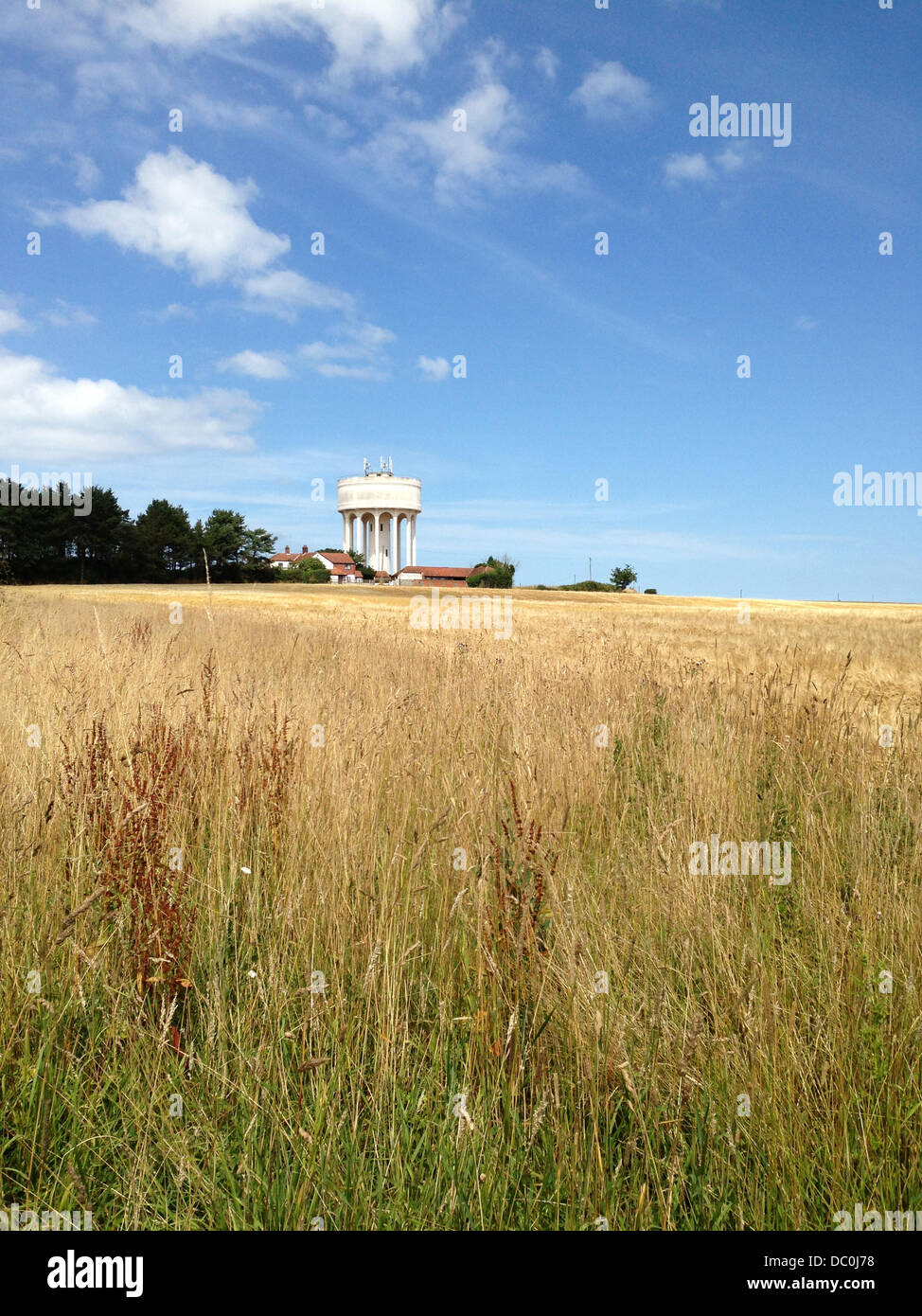 Hill sessanta, Norfolk, Regno Unito. Il 6 agosto 2013. Un campo di orzo è in attesa di essere raccolto da una mietitrebbia a Hill sessanta,Norfolk, Regno Unito. Recenti piogge hanno dato raccolti un boost & Messe è a partire su Norfolk. Credito: Paolo Lilley/Digitalshot.co.uk/Alamy Live News Foto Stock