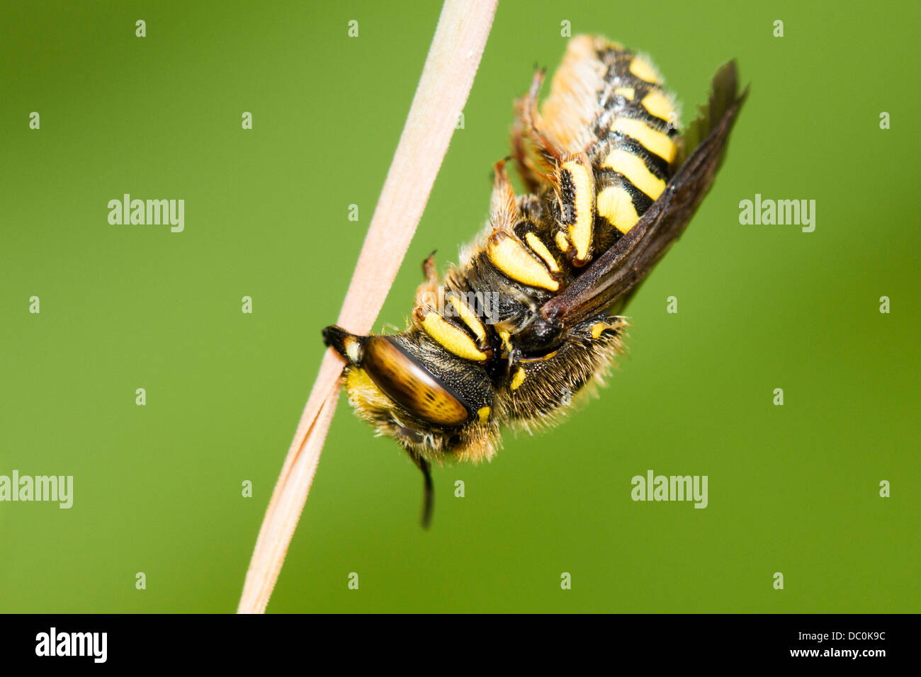 Stuccatore bee (Famiglia Colletidae) isolato su verde Foto Stock