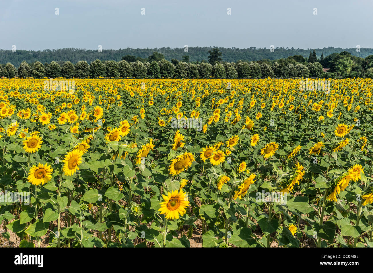 N. persone vicino a questo grazioso campo di girasoli, l'altezza dell'estate in Neuvic in Dordogne, Nouvelle-Aquitaine nel sud-ovest della Francia, l'Europa. Foto Stock