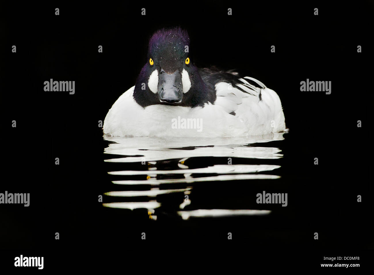 Occhio dorato anatra Foto Stock