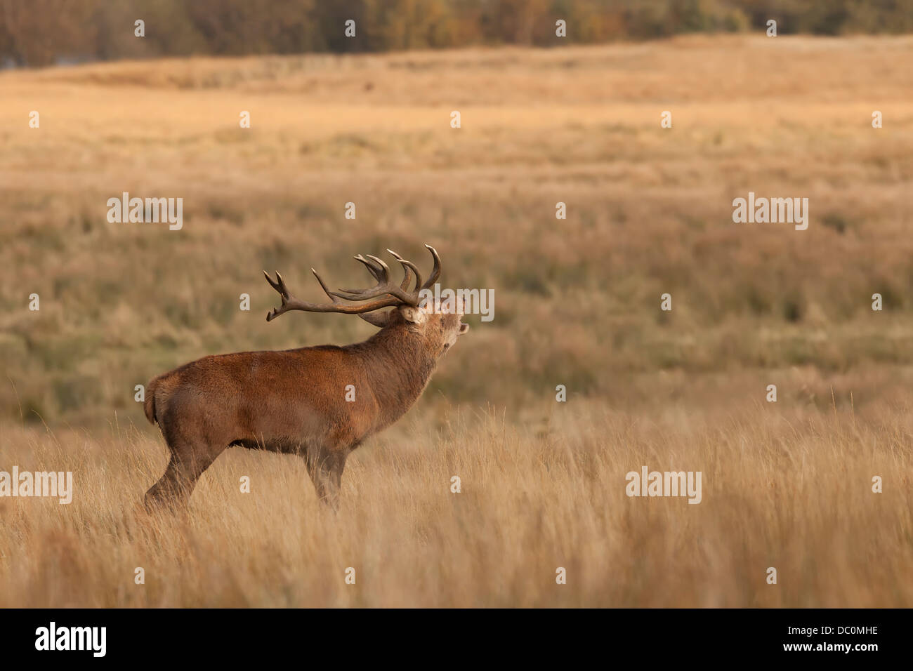 Red Stag Cervo in rut. Foto Stock