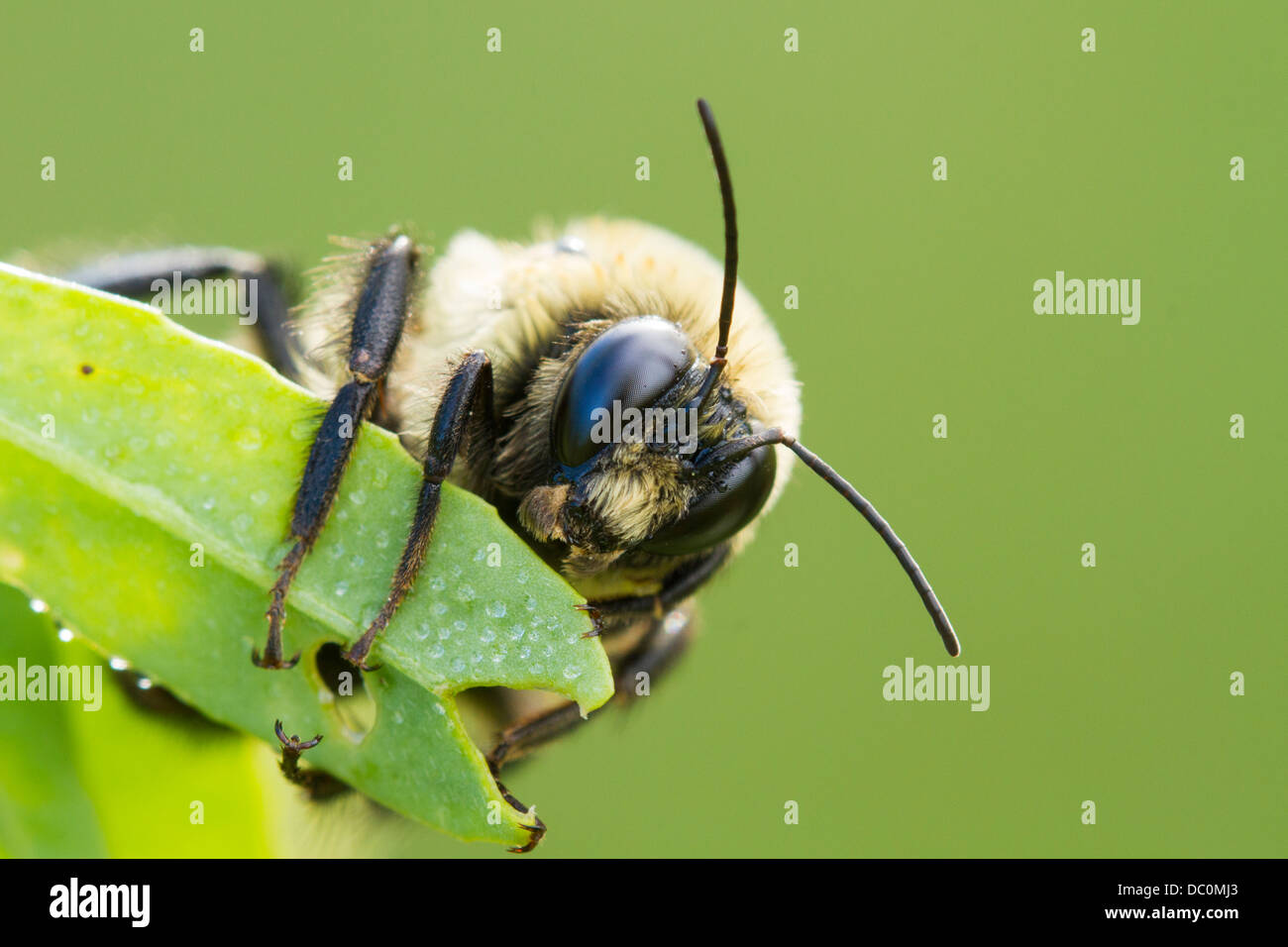 Bumblebee ritratto nella luce del mattino. Foto Stock