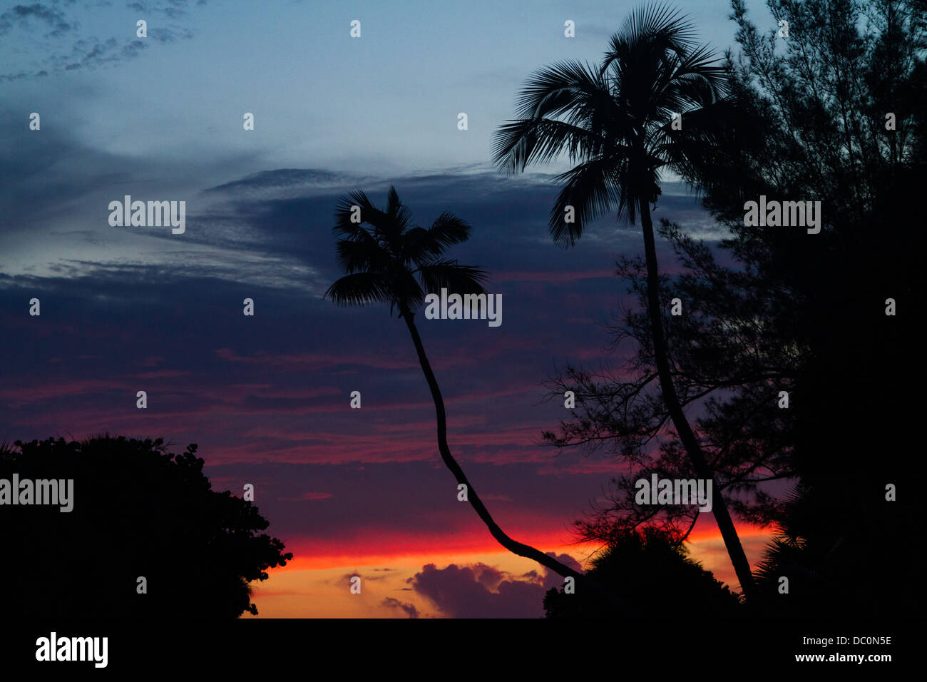 Palm Tree silhouette dopo il tramonto, Boca Grande FL Foto Stock