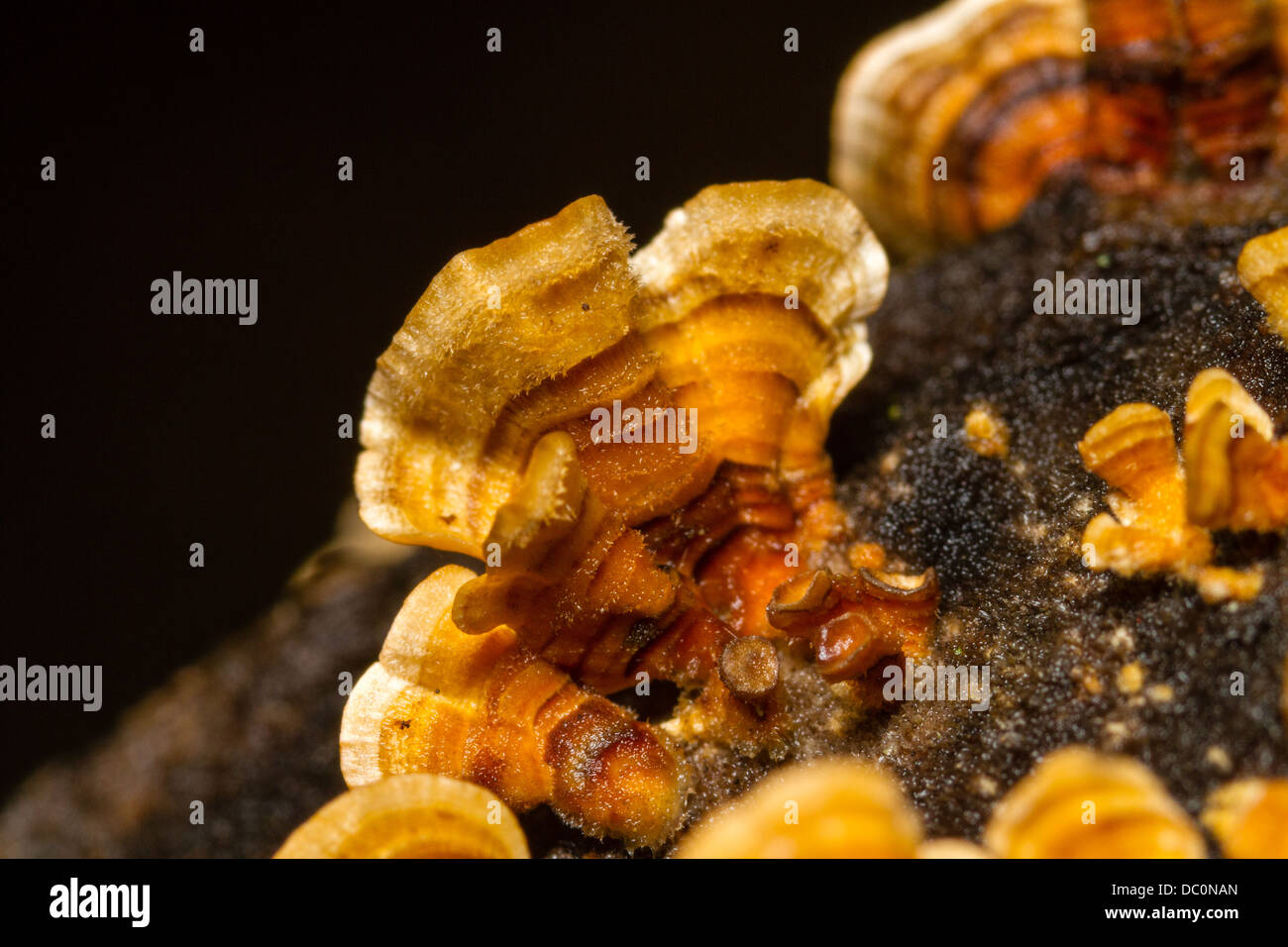 Macro di un piccolo ripiano funghicoltura su un albero Foto Stock