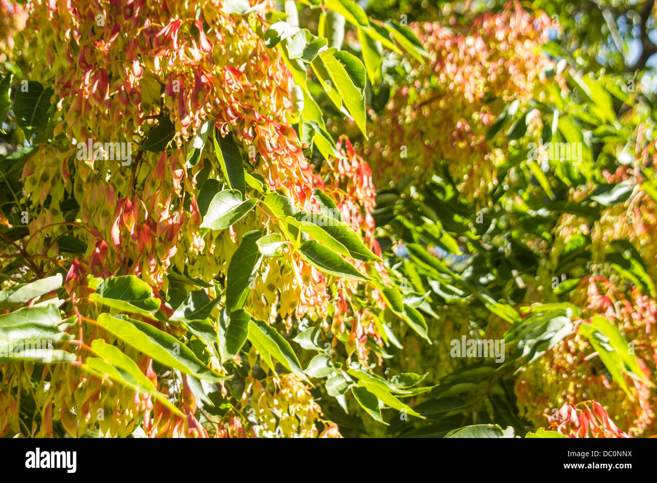 Fiori e foglie nella luce del giorno Foto Stock