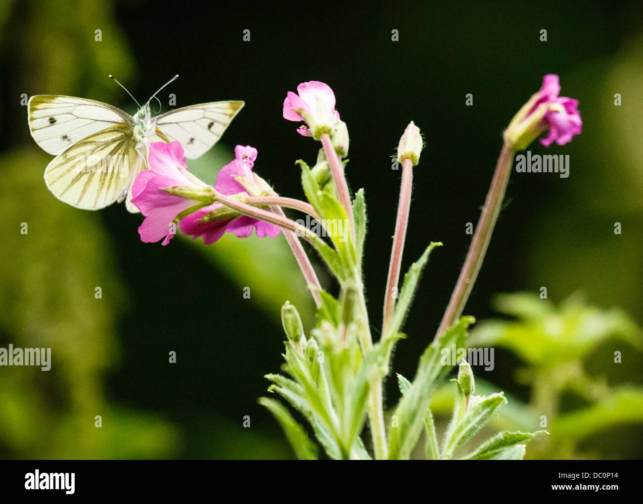 Il verde bianco venato Butterfly di atterraggio su un fiore Foto Stock