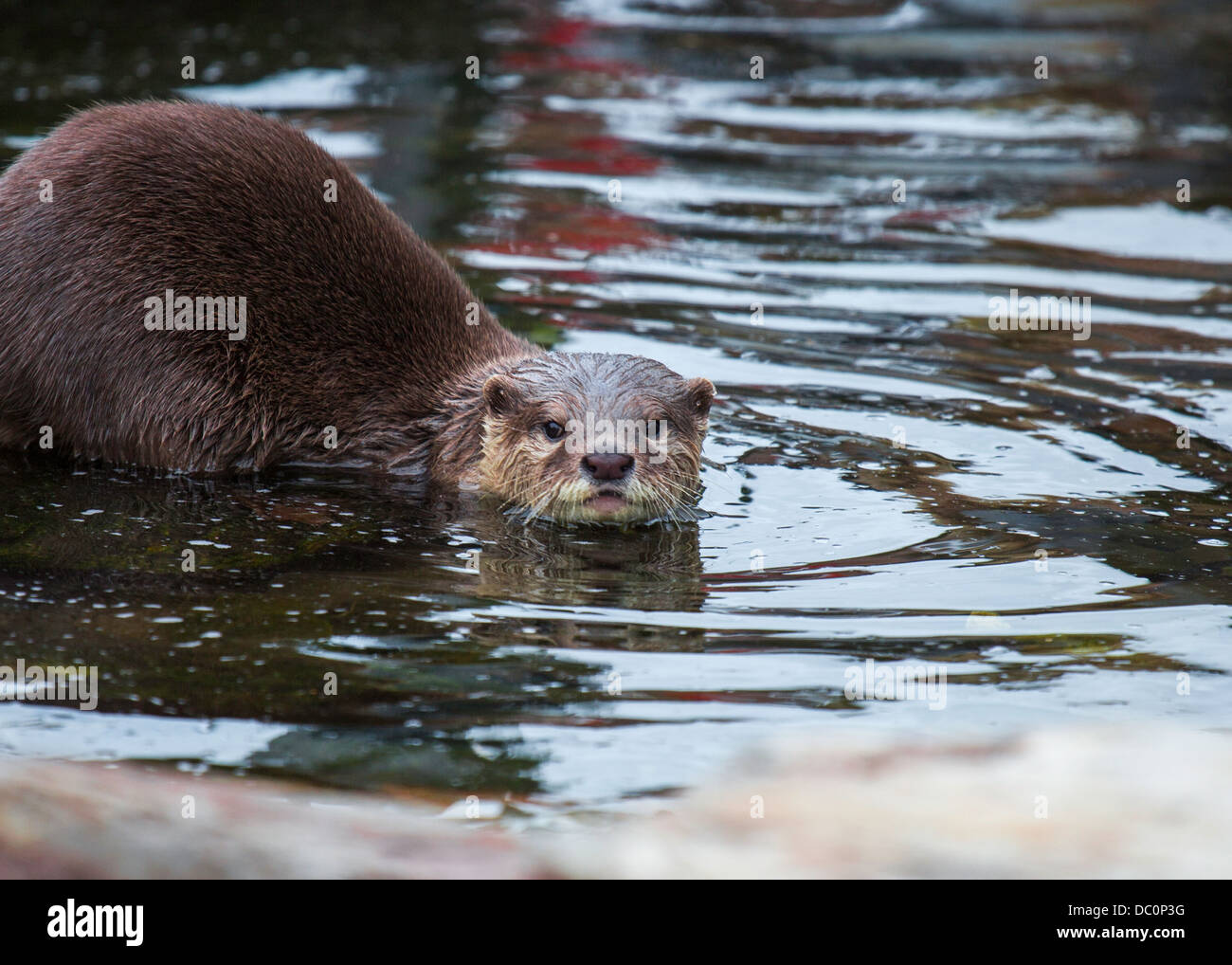 L'Asian Short-Clawed Otter Foto Stock