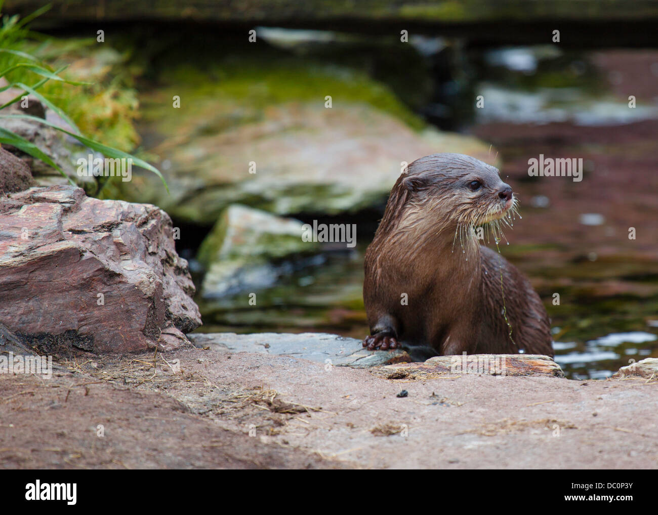 L'Asian Short-Clawed Otter sull'avviso Foto Stock