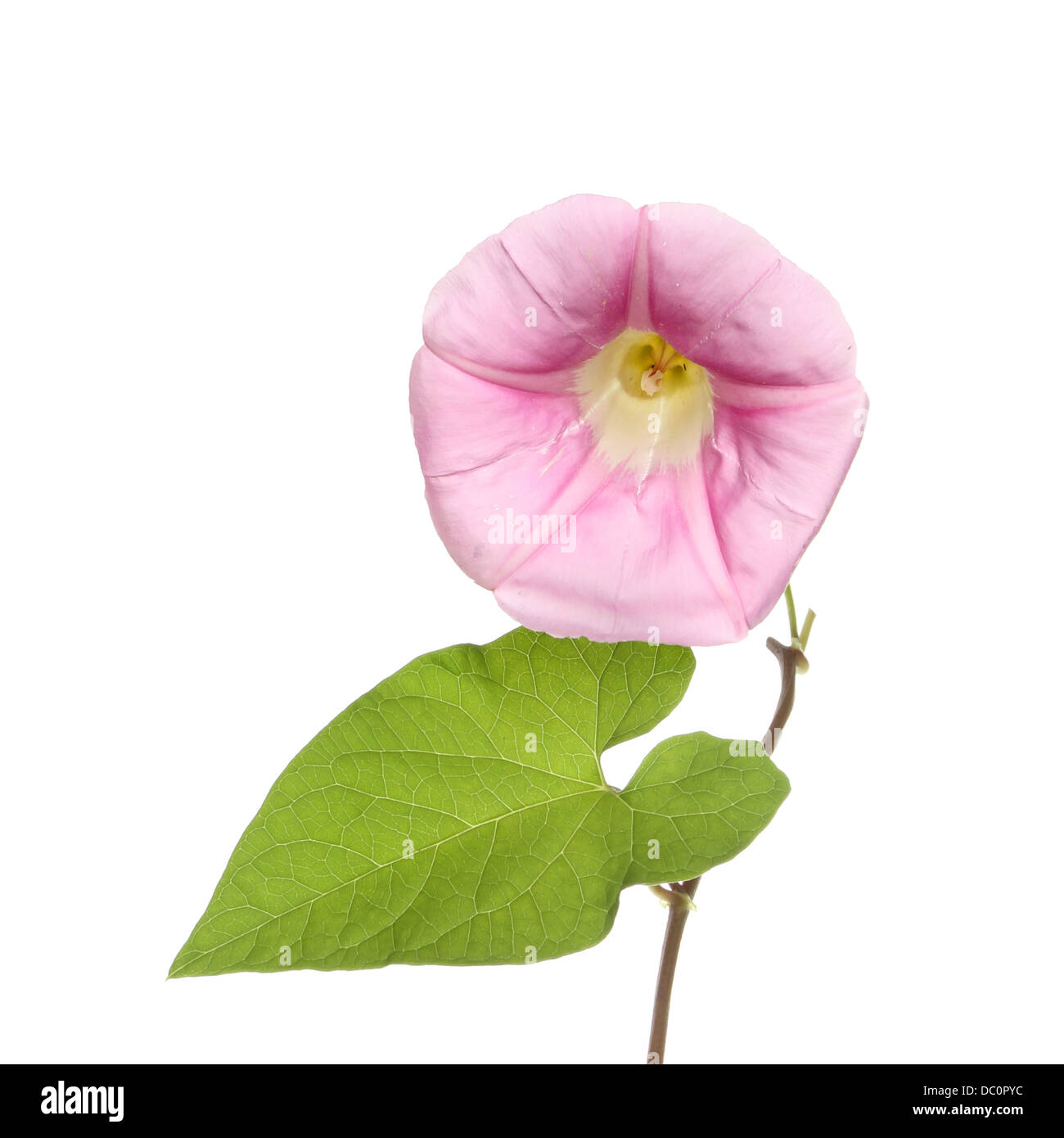 Fiore di convolvolo Immagini senza sfondo e Foto Stock ritagliate - Alamy