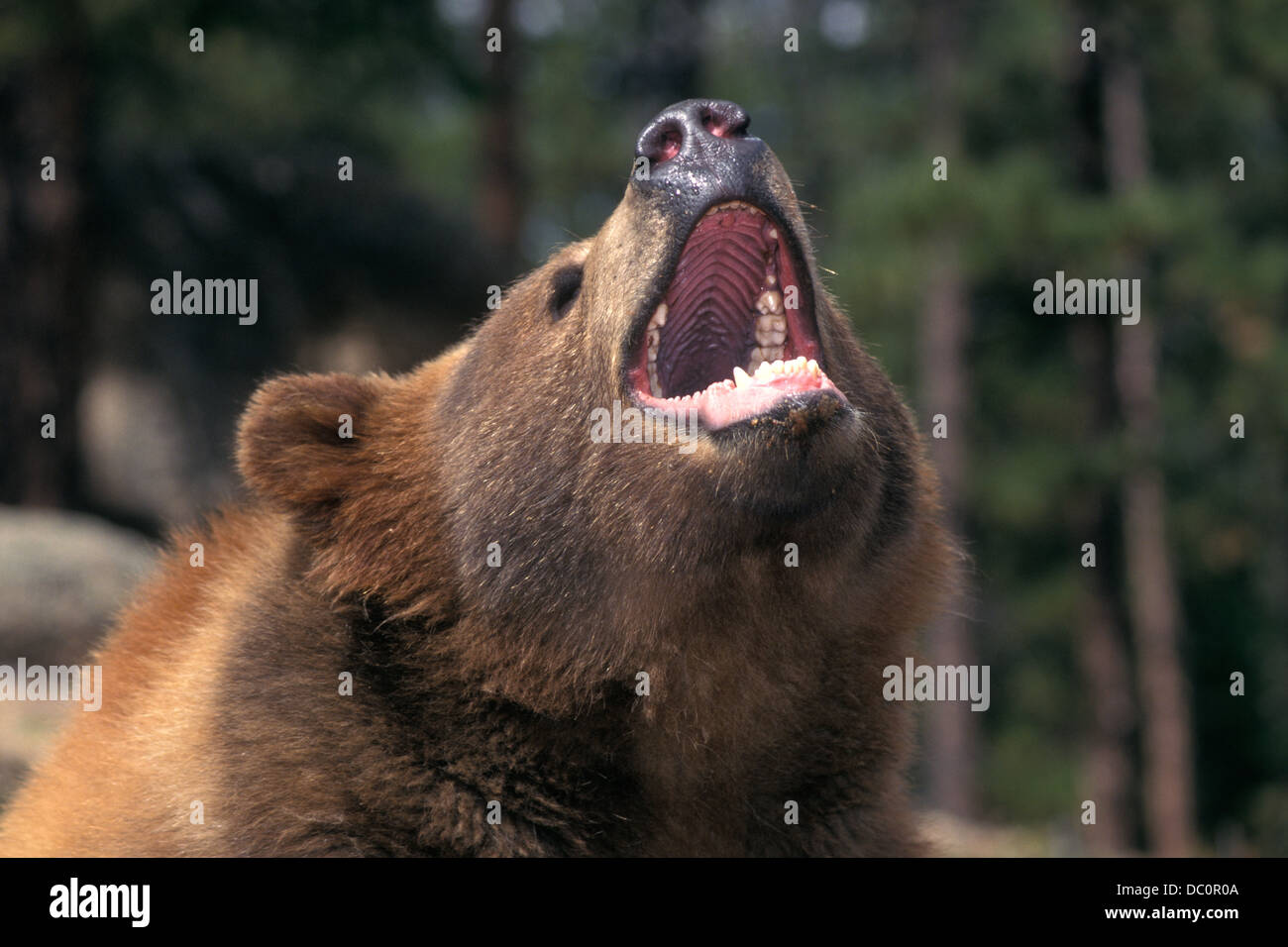 Colpo alla testa di Kodiak Bear con bocca Aperta Ursus arctos middendorffi Foto Stock