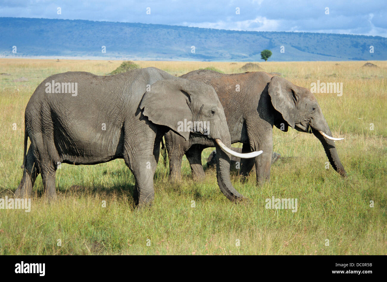 Kenia Masai Mara riserva nazionale gli elefanti alimentare Foto Stock