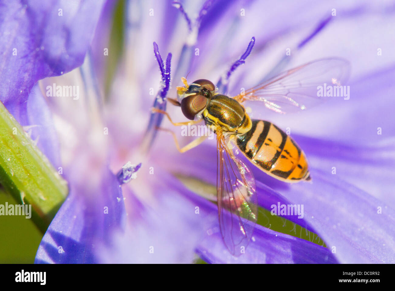 Hoverfly raccogliendo il nettare dai fiori di cicoria (Cichorium intybus). Foto Stock