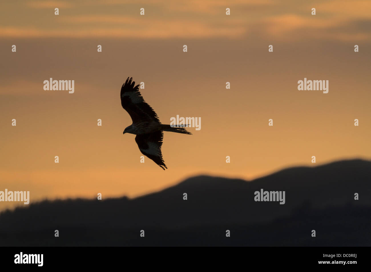 La cattura del Nibbio reale in volo quando il sole è la sedimentazione creando tonalità calde e in condizioni di scarsa illuminazione. Una composizione semplice. Foto Stock