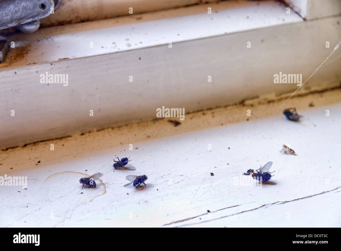 Mosche morte su un davanzale Foto Stock