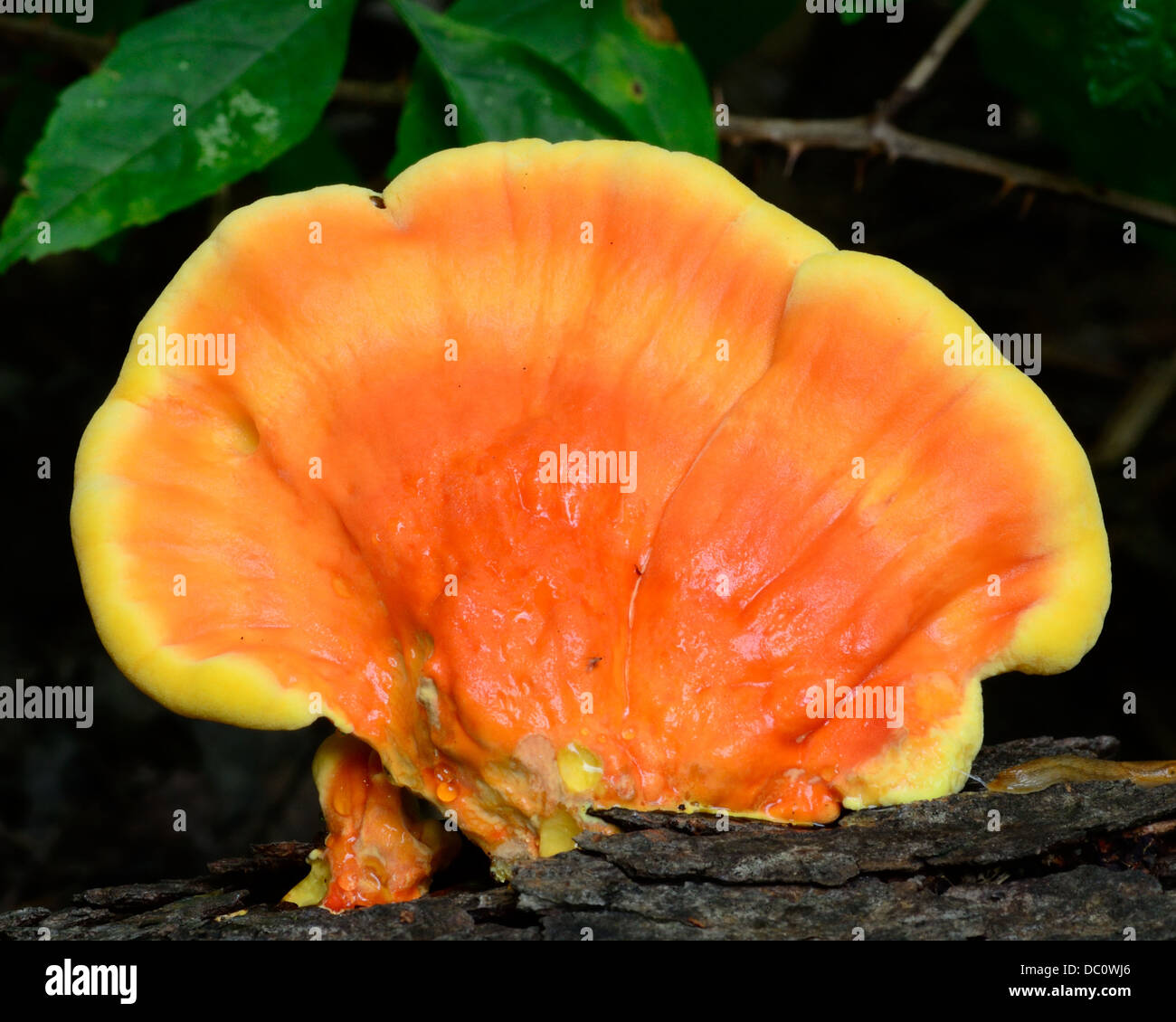 Orange funghi che crescono su un decadimento albero nel bosco. Foto Stock