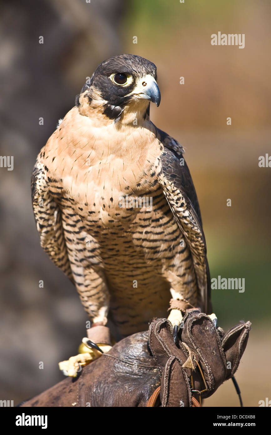 Peregrin Falcon e arroccato su falconer il guanto in pelle Foto Stock