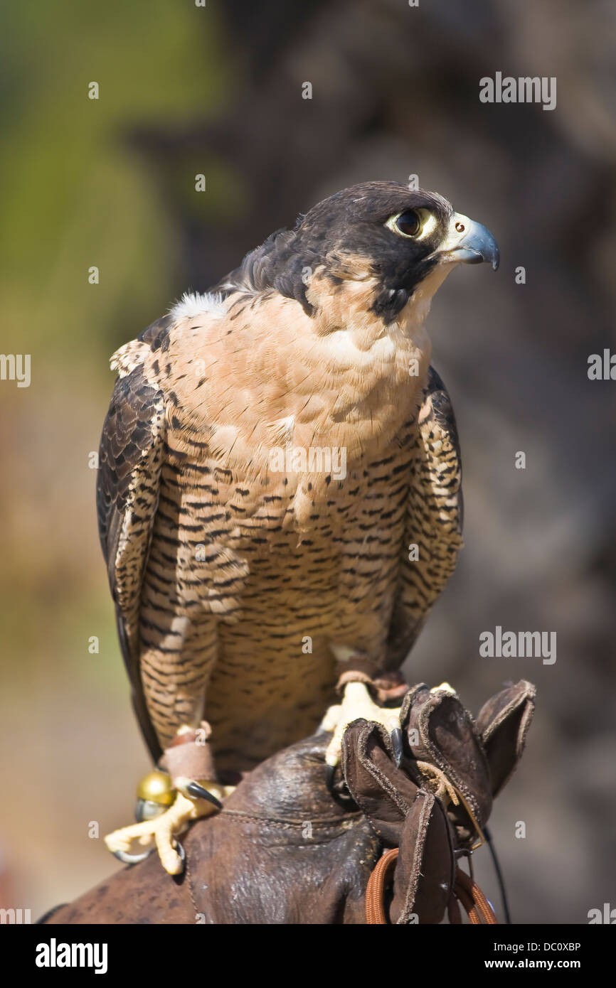 Peregrin Falcon e arroccato su falconer il guanto in pelle Foto Stock