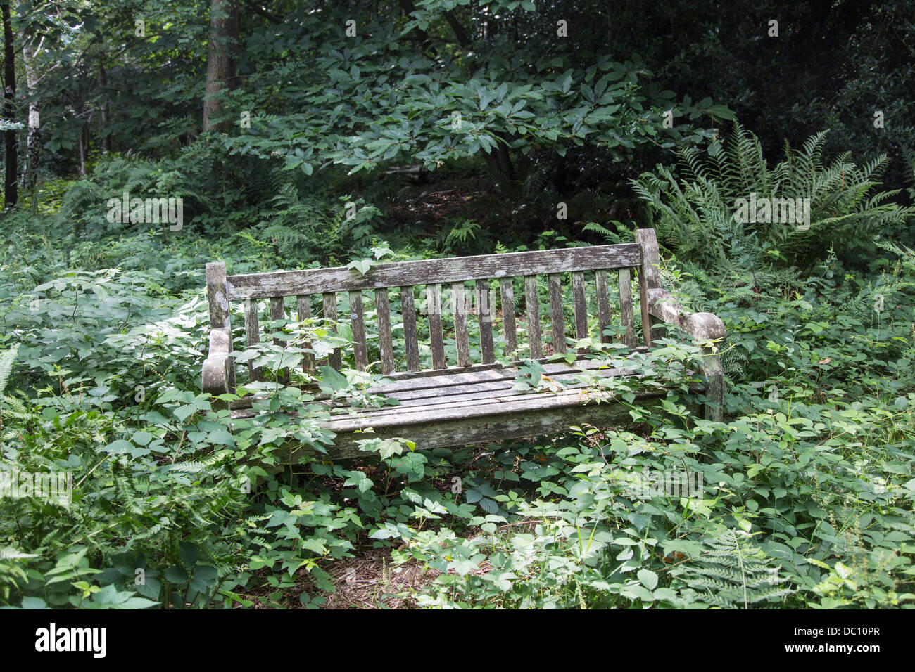 Ricoperta in legno rustico sedile unico coperto di rovi e altre piante selvatiche Foto Stock