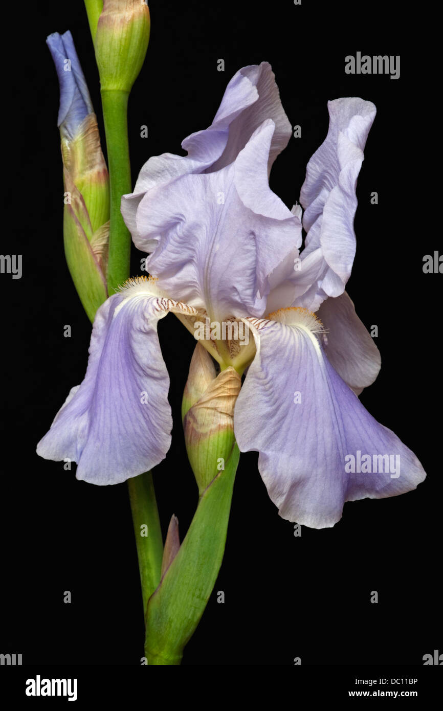 Iris (Iris germanica), forma ibrida Foto Stock