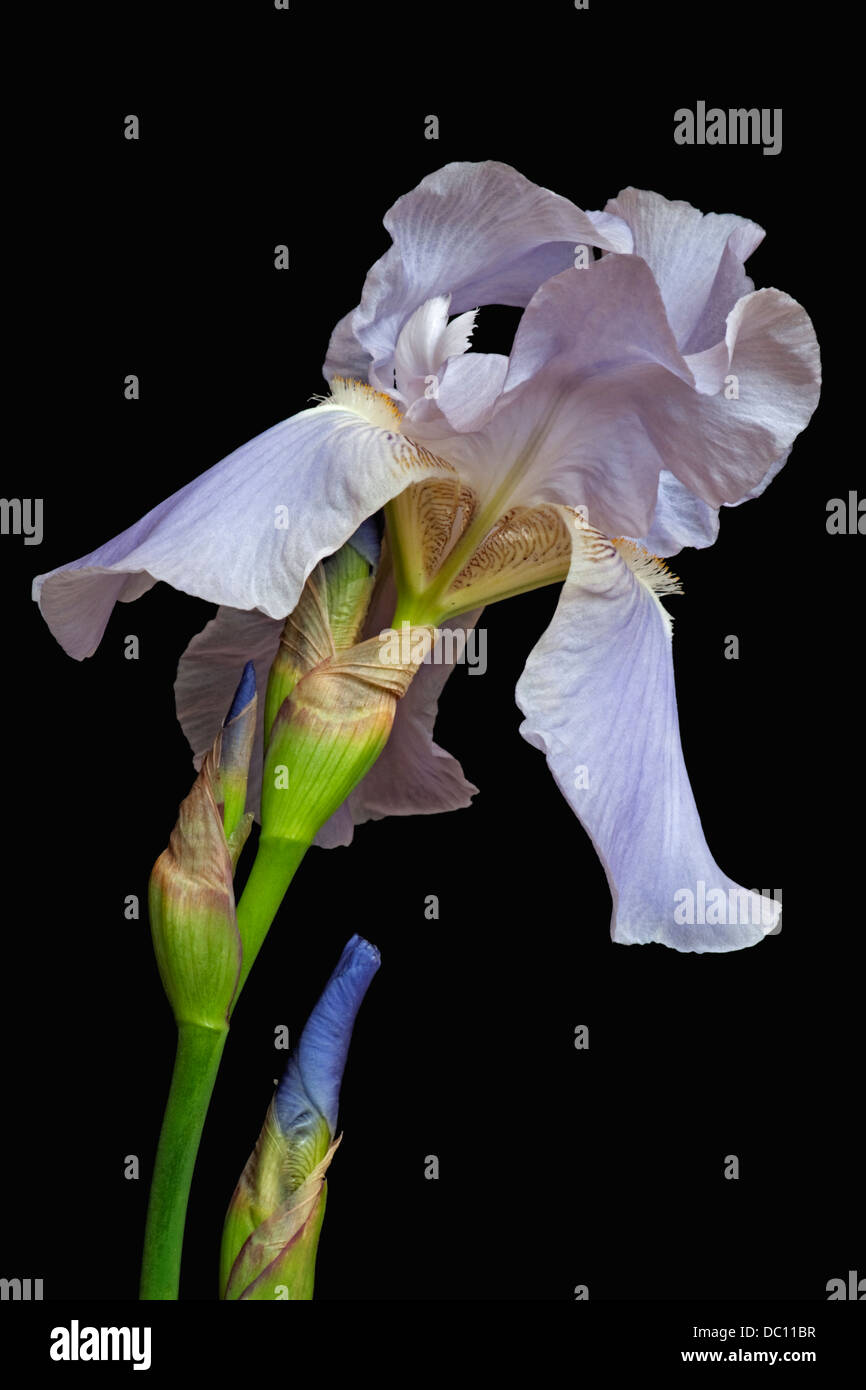 Iris (Iris germanica), forma ibrida Foto Stock