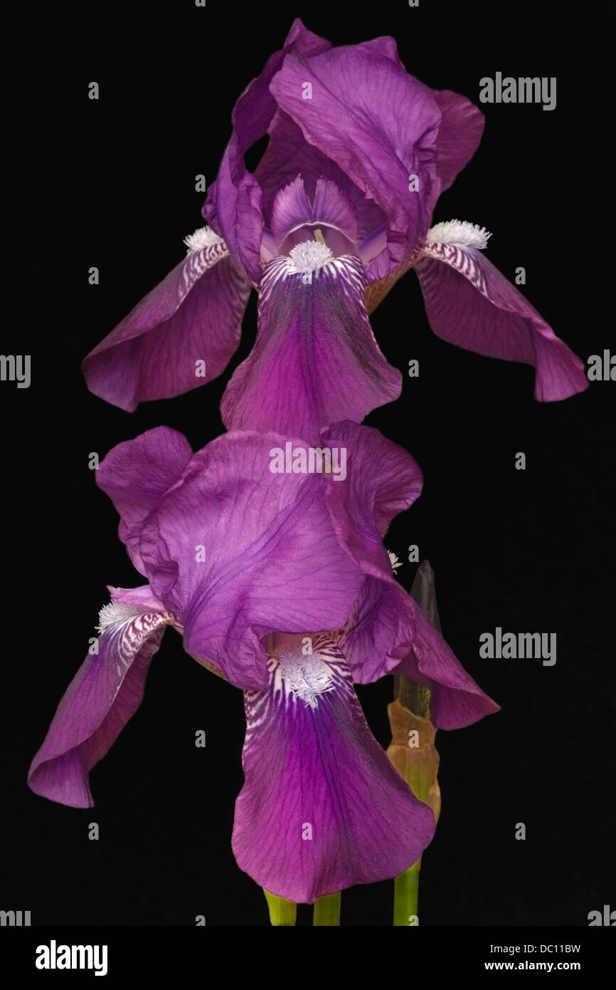 Iris (Iris germanica), forma ibrida Foto Stock